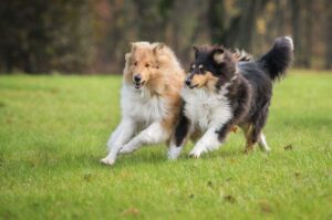 Zanim kupisz owczarka szkockiego collie