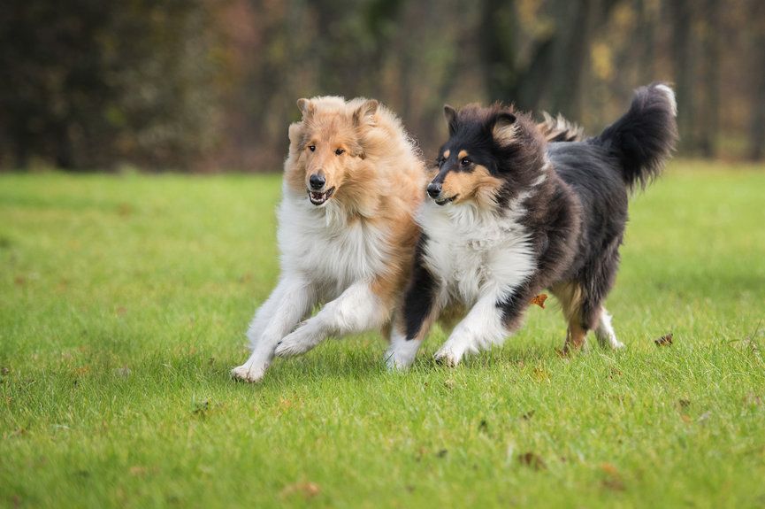 Zanim kupisz owczarka szkockiego collie