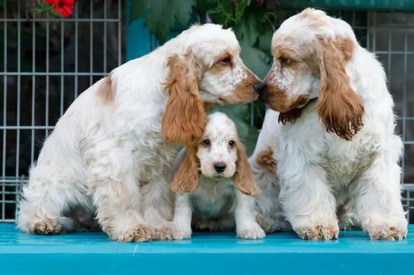 Zanim kupisz cocker spaniela