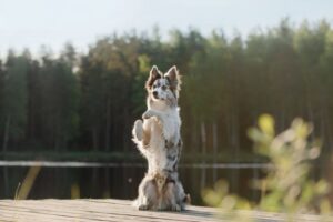 Pies stoi na pomoście na tylnych łapach
