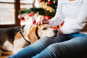 Ręce, które głaszczą beagle'a