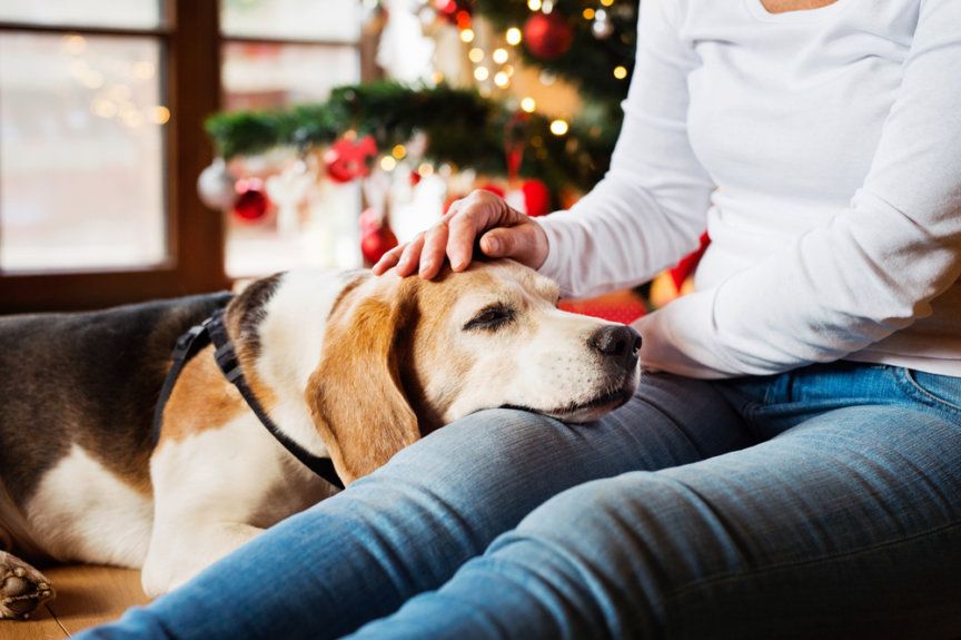 Ręce, które głaszczą beagle'a