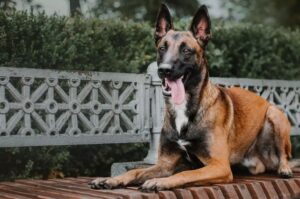Zanim kupisz owczarka belgijskiego