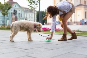 Nagradzają za sprzątanie po psie