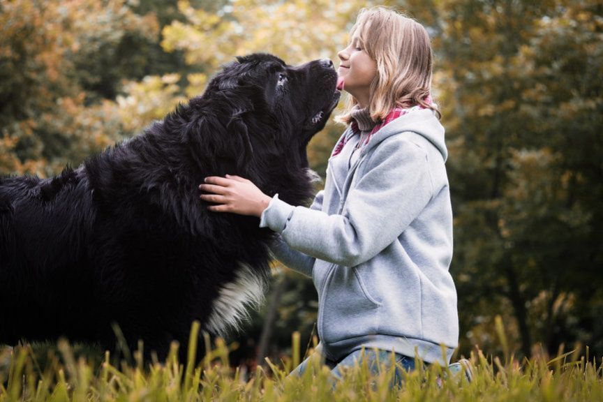 Zanim kupisz nowofundlanda