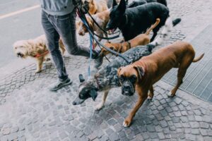 Petsitter wyprowadza psy na spacer