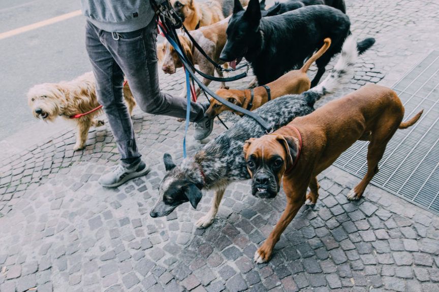 Petsitter wyprowadza psy na spacer