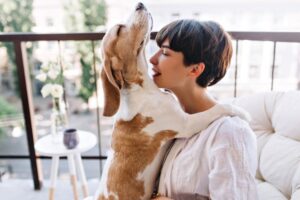 Zanim kupisz beagle'a