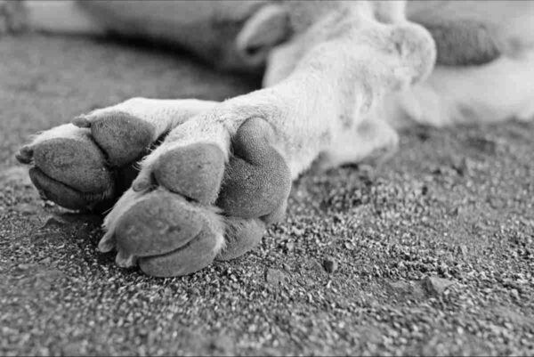 30latek udusił psa Wałbrzych