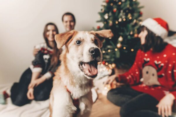 Pies obsikuje choinkę