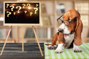 Quiz o psach