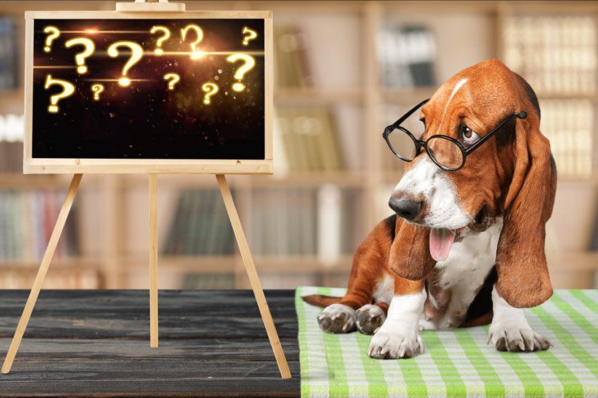 Quiz o psach