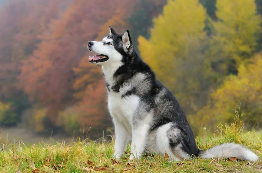 Alaskan Malamute na tle drzew