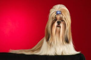 Czy psa można strzyc maszynką dla ludzi? Shih tzu