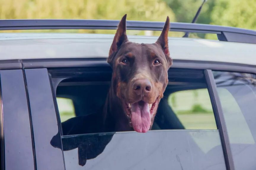 samochód z dobermanem