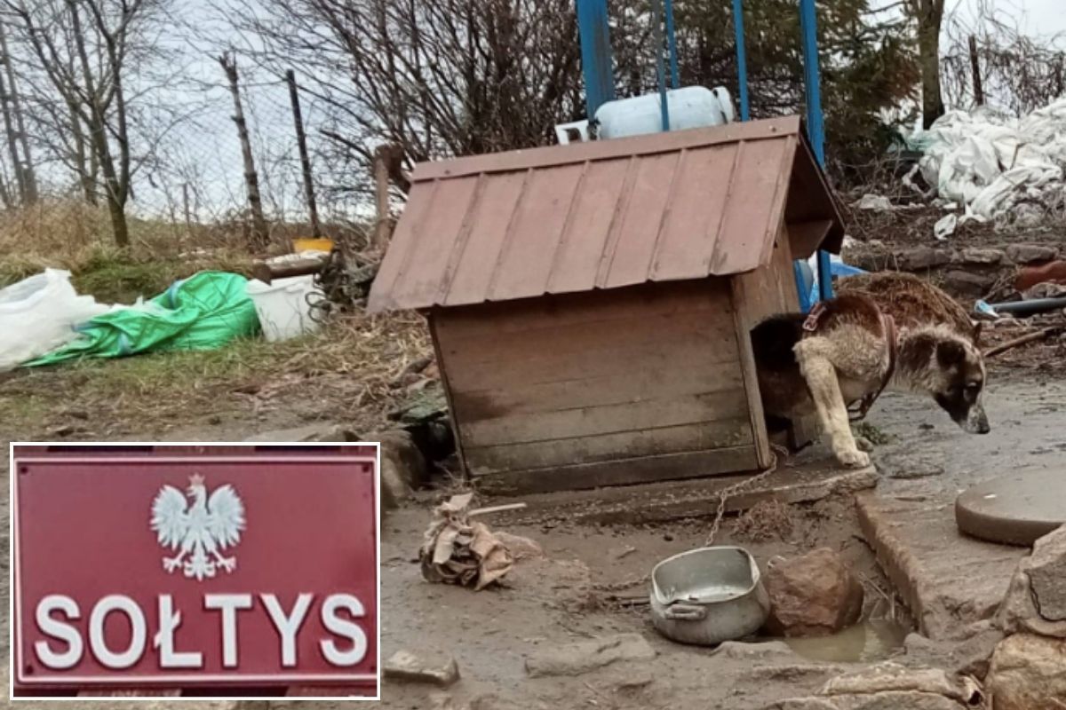 sołtys trzymał psa w skandalicznych warunkach
