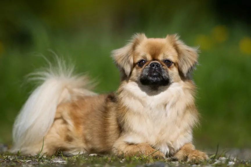 spaniel tybetański