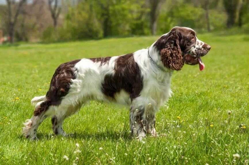 springer spaniel angielski