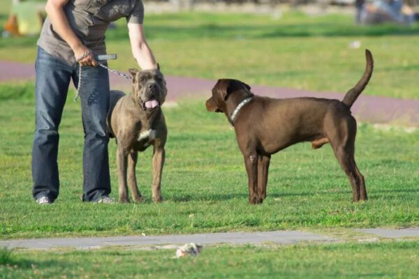 spuszczają psa ze smyczy