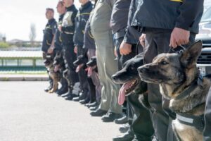 stopnie dla psów wojskowych