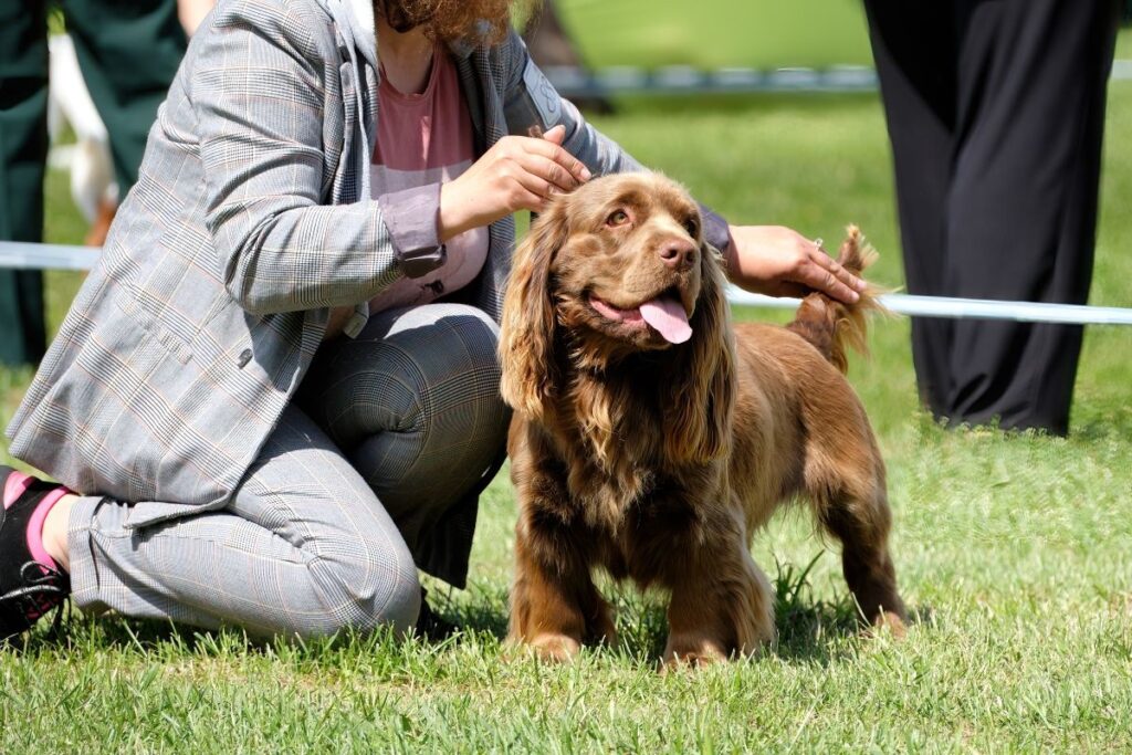 sussex spaniel ćwiczenia.jpg