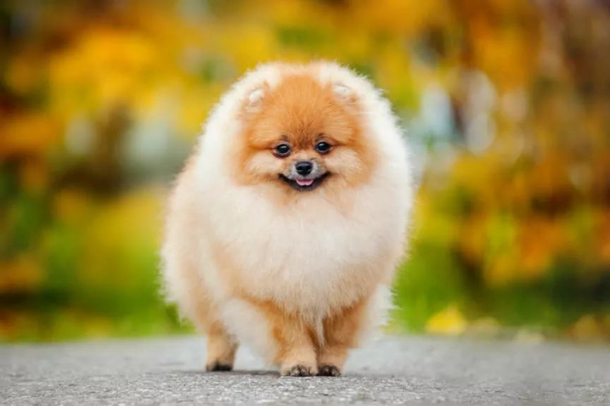 Bioskinex canis