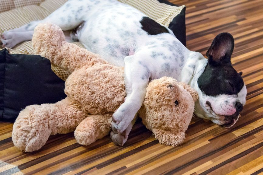 Jak nauczyć szczenię, by spało na własnym legowisku?