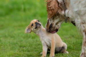 jak zapoznać szczenię z dorosłym psem