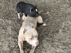 Pitbul i świnka