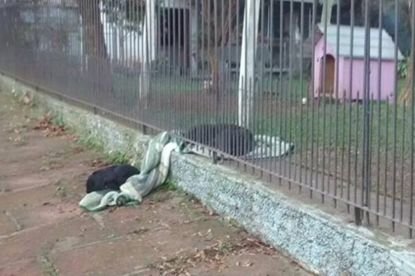 Lana podzieliła się z psem kocem