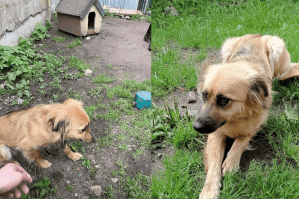 toz starogard interwencja