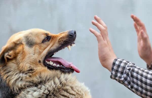ugryzl cię obcy pies