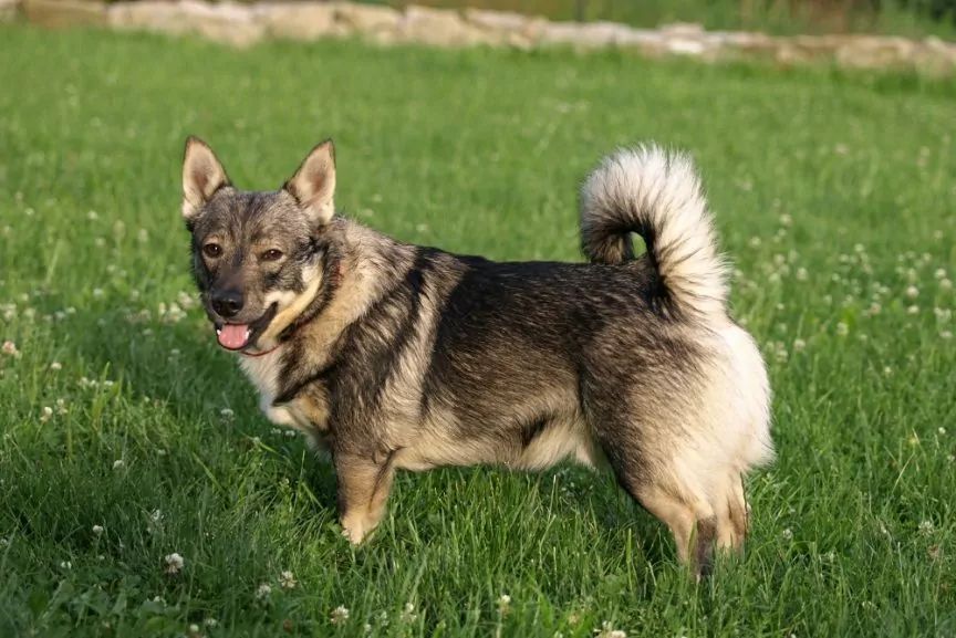 Vallhund stojący na trawie