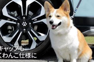 akcesoria dla psa honda