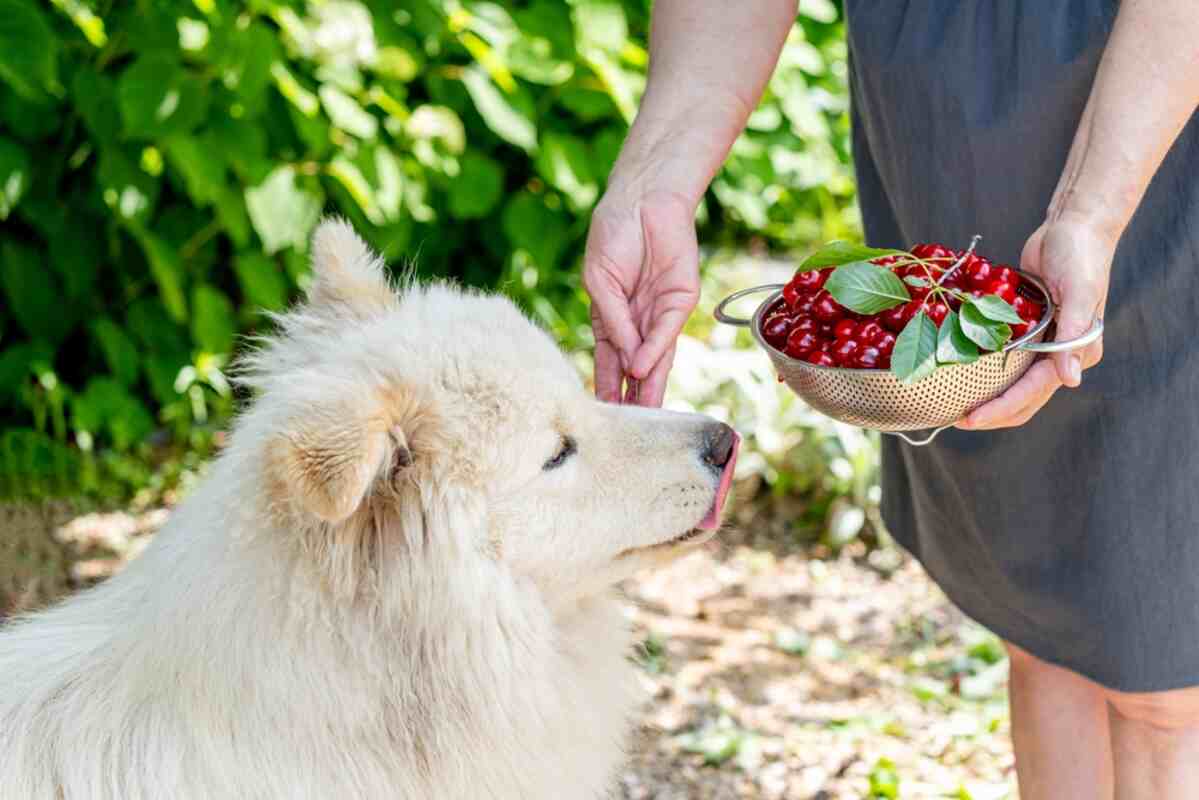 wiśnie dla psa