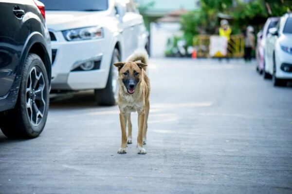 udzielić psu pomocy