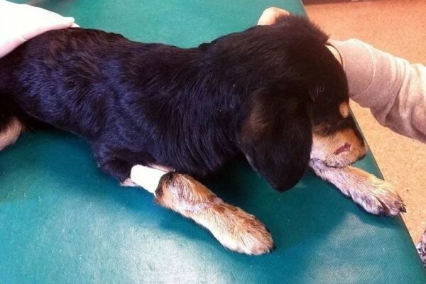 Suczka na stole operacyjnym