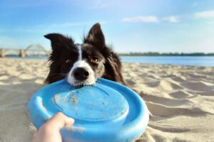 jak zajmować się psem nad wodą