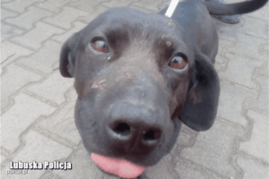 uderzył psa młotkiem i zakopał żywcem