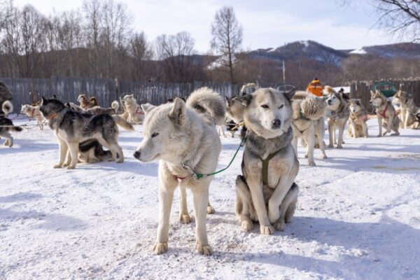 zbadano dna balto