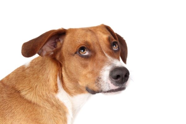 zmiany w mózgu u lękliwych psów