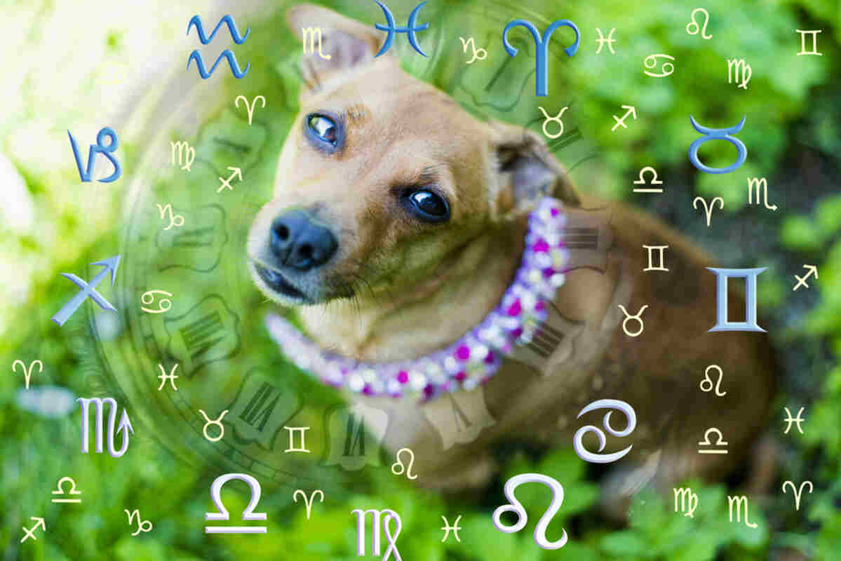 znaki zodiaku i rasy psów
