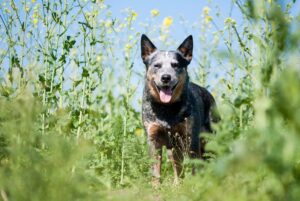życie z australian cattle dogiem