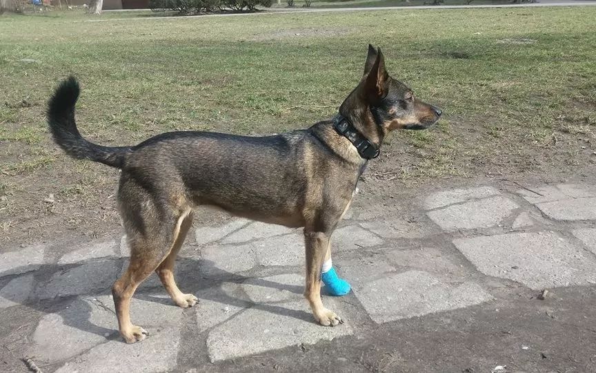 Tajga z chorą łapką