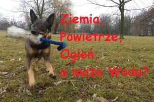 Sprawdź, jakim żywiołem jest twój pies