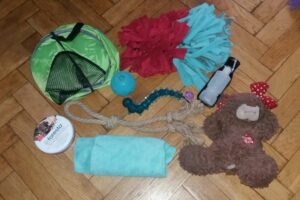10 rzeczy, które musi mieć twój pies