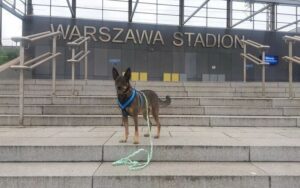 Pies w wielkim mieście