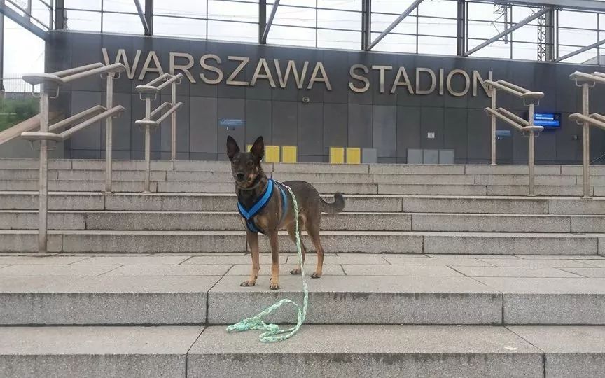 Pies w wielkim mieście