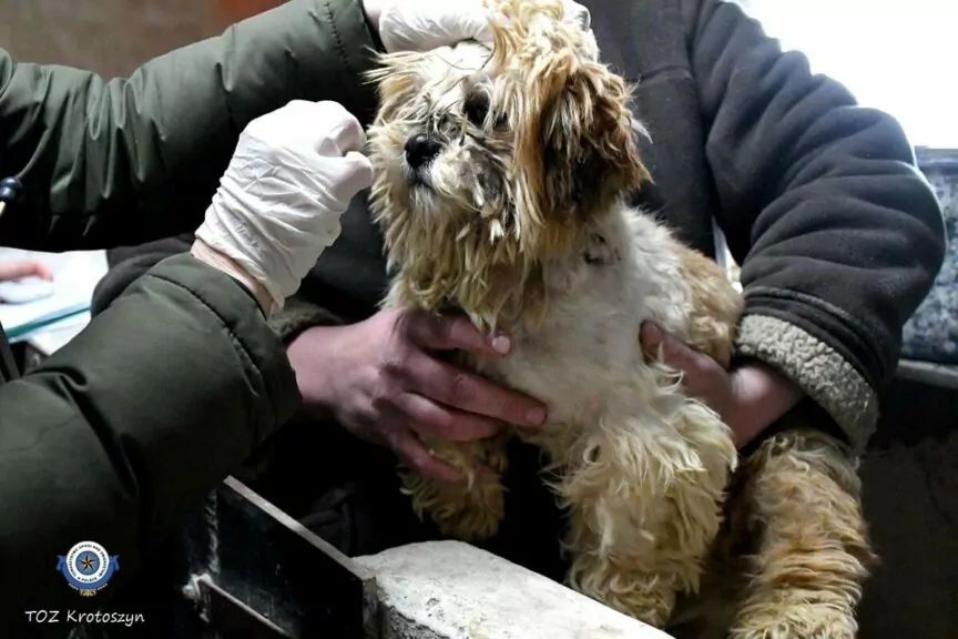 pseudohodowla w Krotoszynie