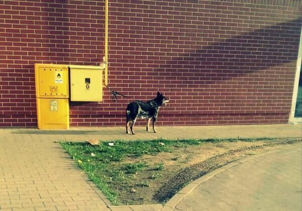 Bądź człowiekiem, nie zostawiaj psa pod sklepem